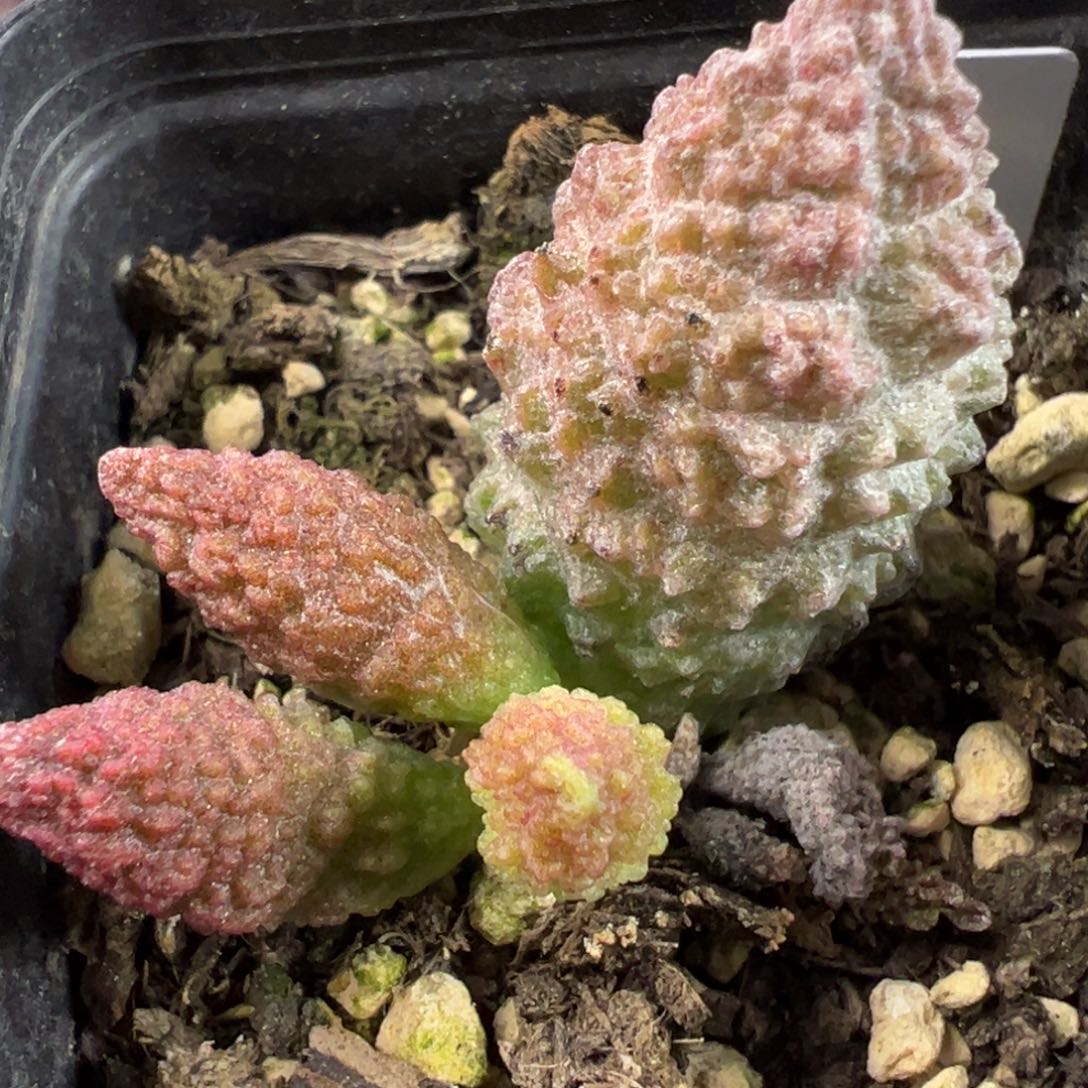 实生底叶苗纹路款多肉植物水泡