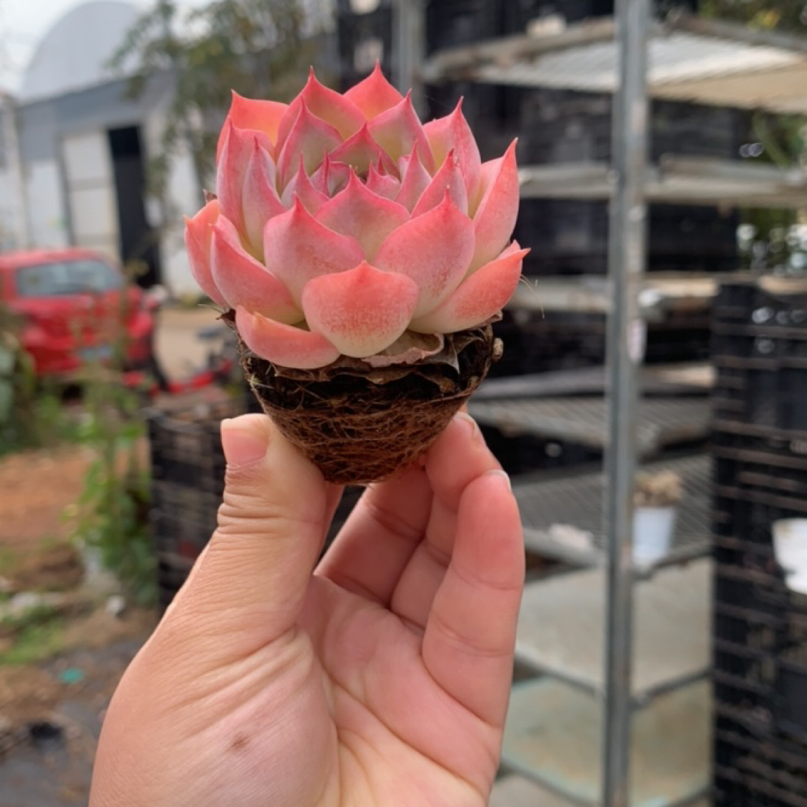 水晶玫瑰多肉植物4-5cm四颗带土球发货