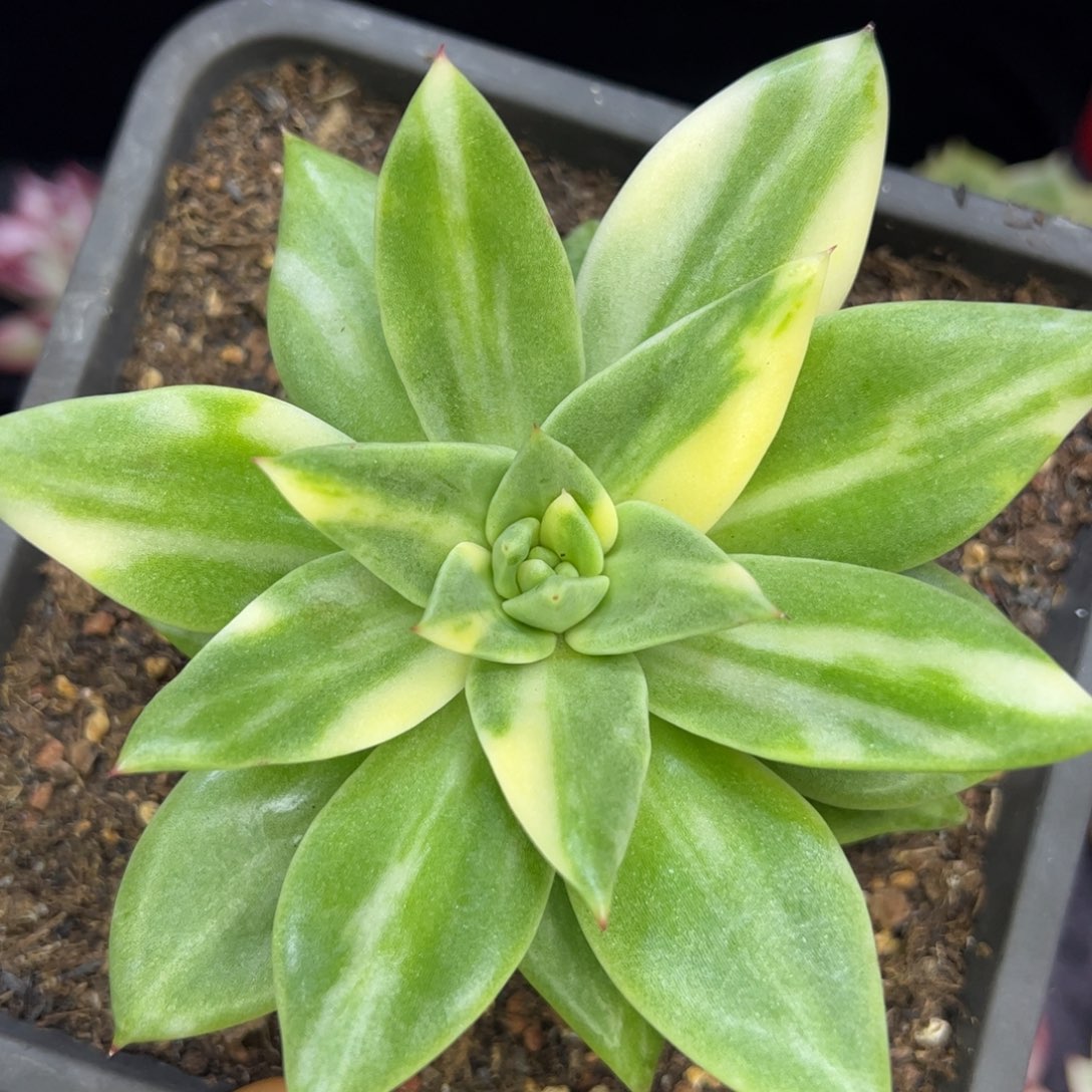 乌木比特杂交，多肉植物