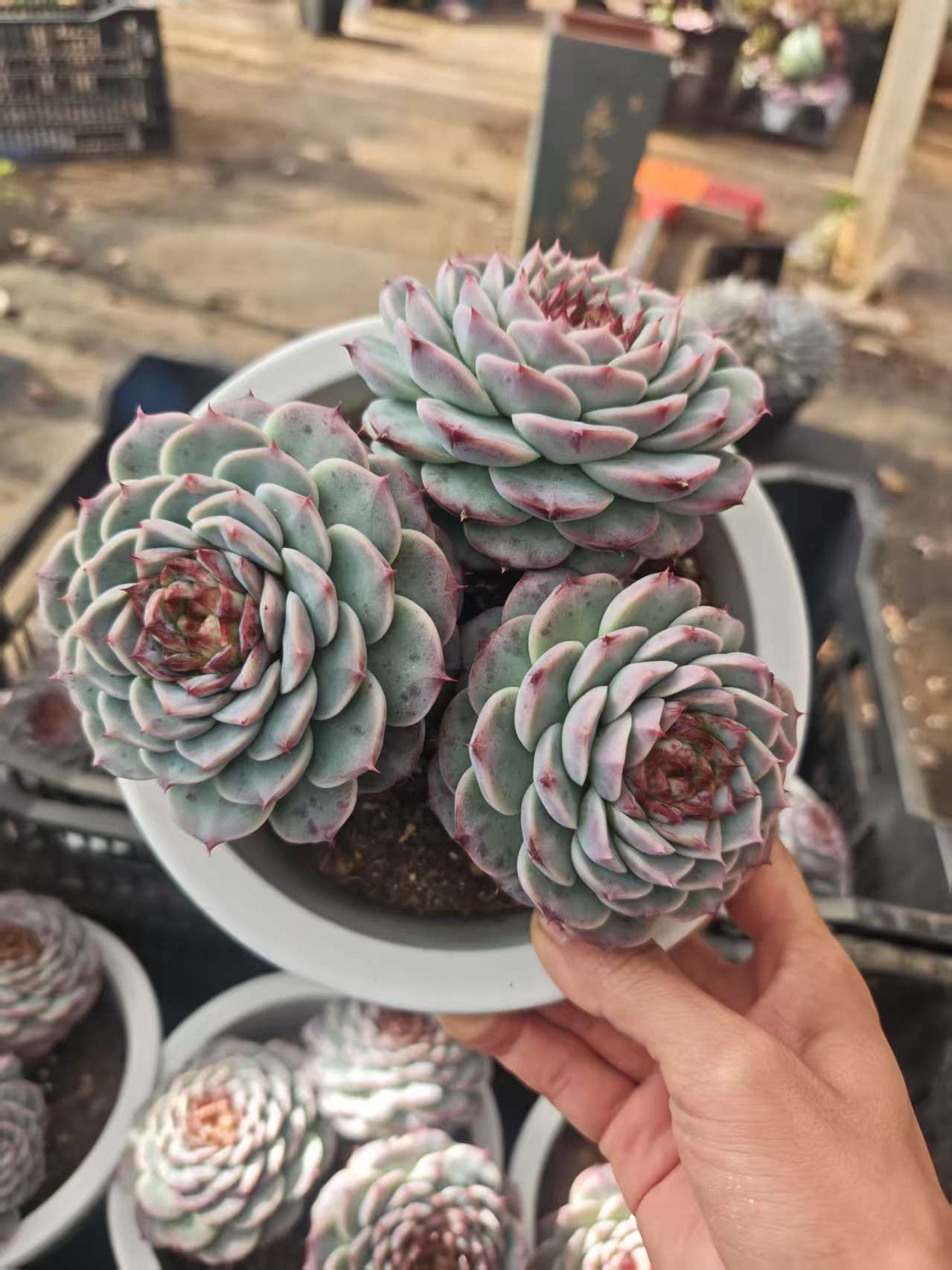 大糖心天鹅绒    11多肉