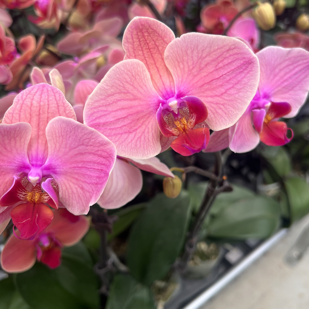 富豪优选（小橘灯01）蝴蝶兰花期长好养护