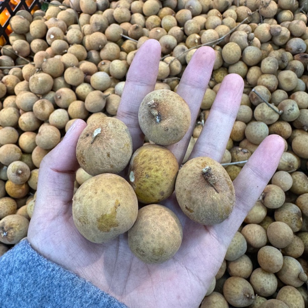 桂圆1斤