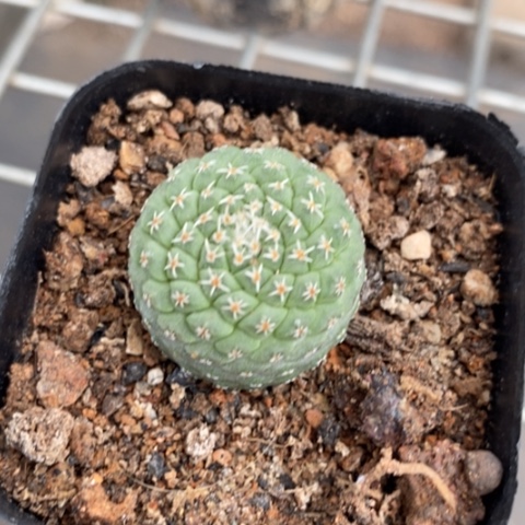 实生菊水2仙人球