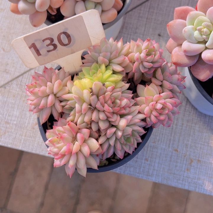 健健康康平平安安