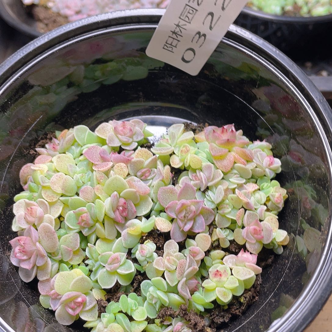 多肉植物多肉植物322