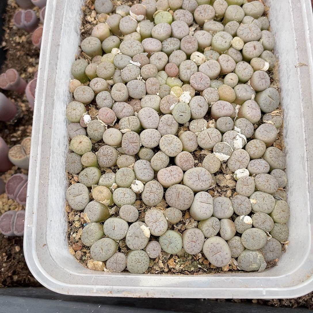 么***～249000000挂花花花他花