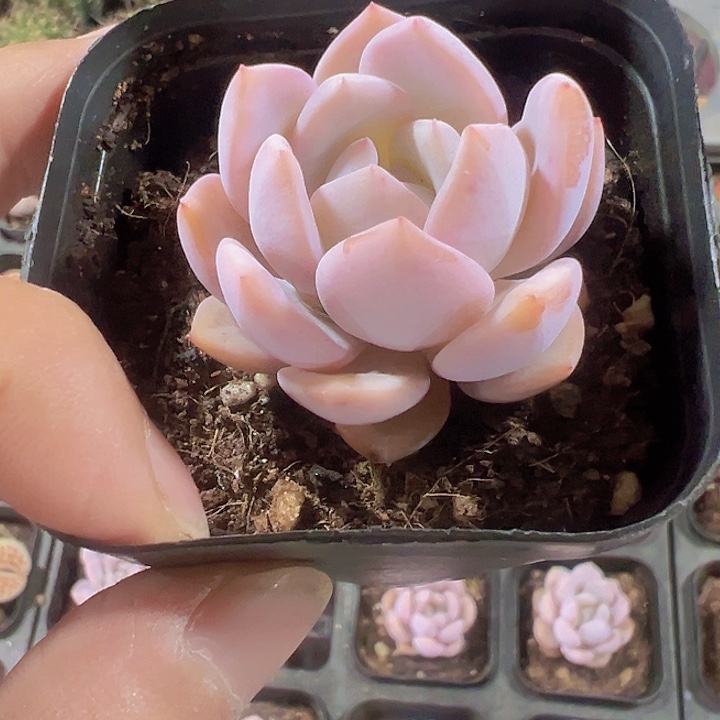 橙梦露精品多肉植物