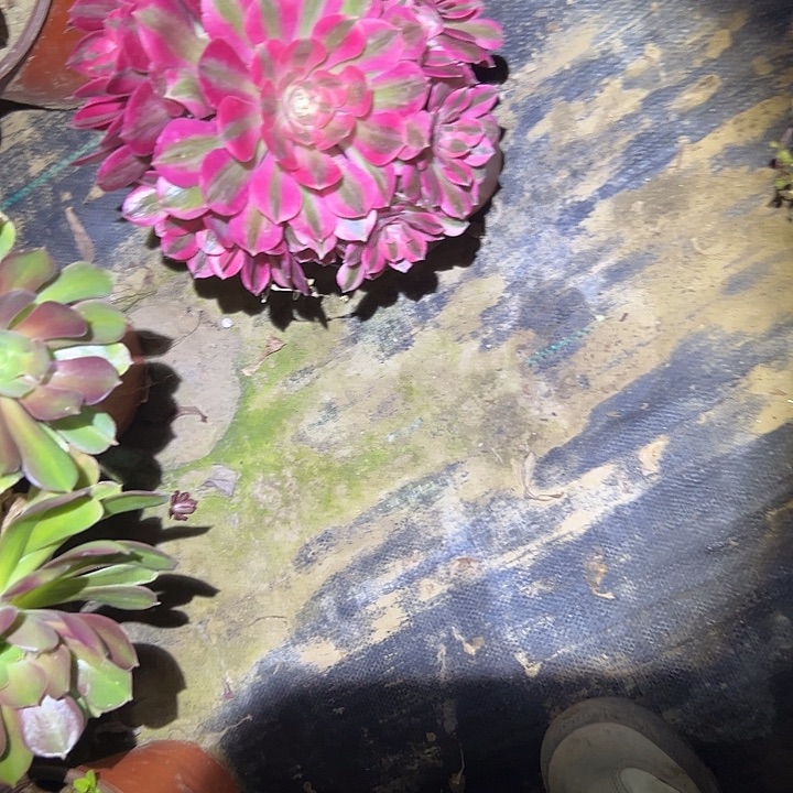 多肉法师植物链接6