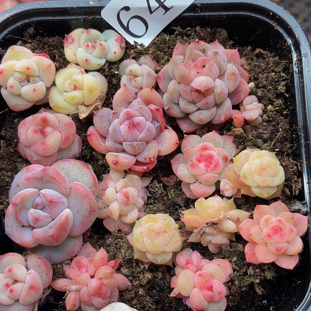 多肉植物多肉植物645