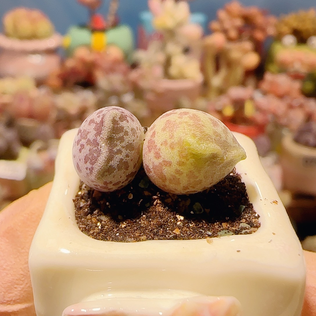 T猫耳海豹盆口2.5cm