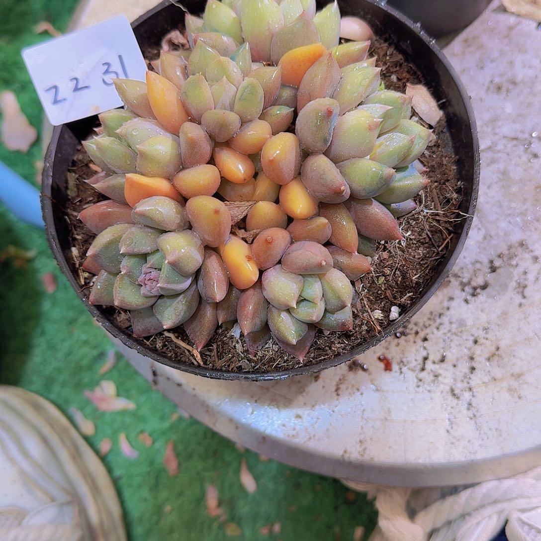 晨****)2231象牙多肉植物