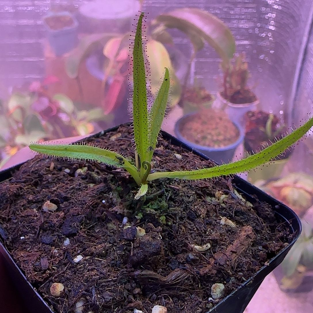 无花朵专拍茅膏菜