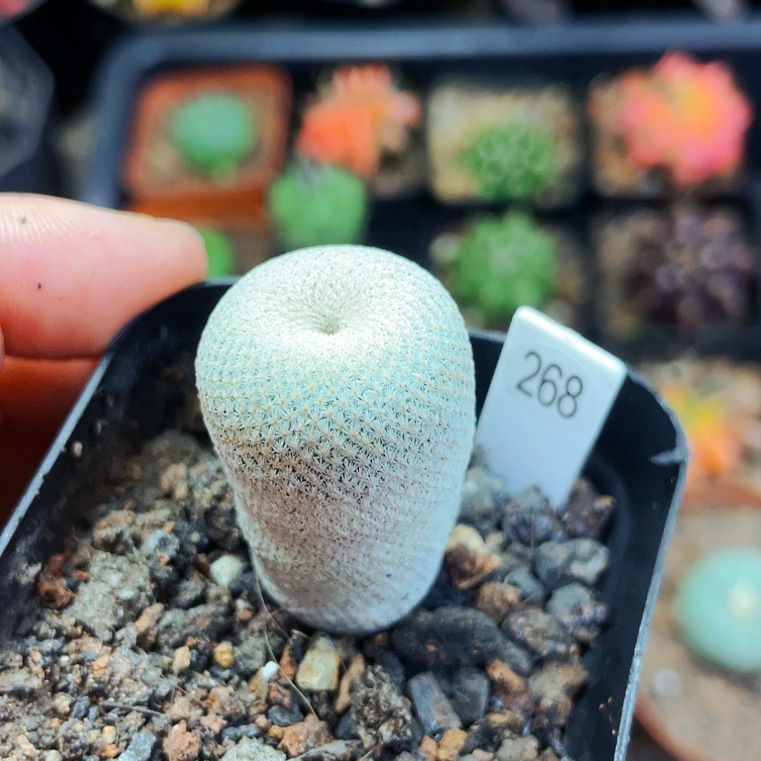 小人帽非偏远地区满25包邮仙人球