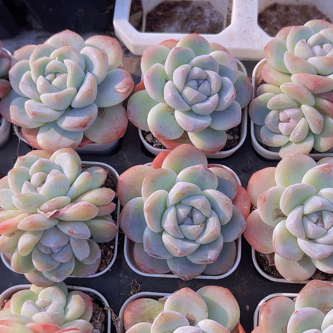 紫心冰玉2盆19包邮多肉