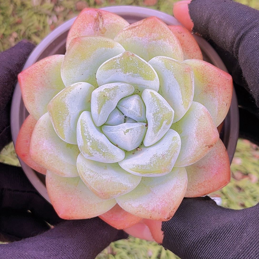 28号8788888889888888