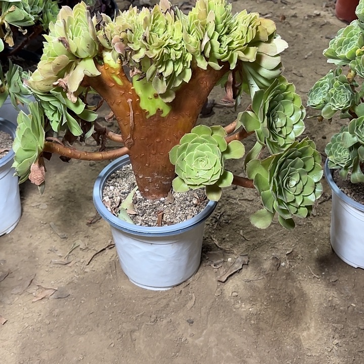 多肉植物万圣节缀22