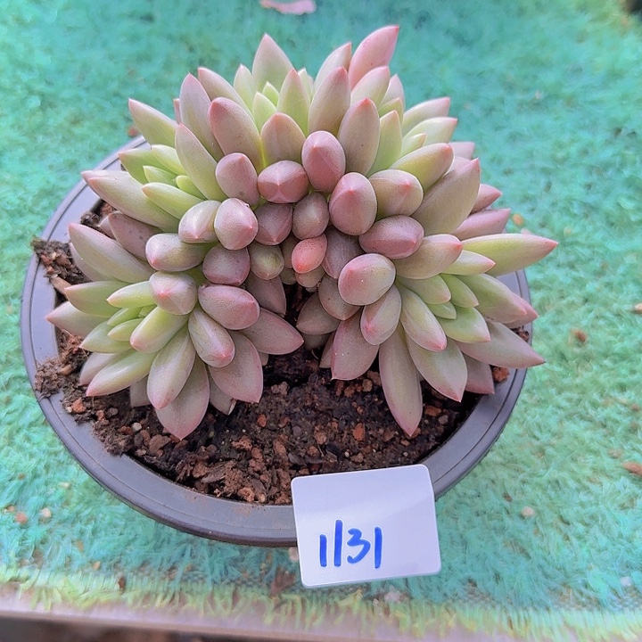1131红蜻蜓个体多肉植物