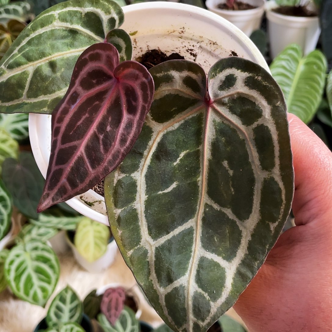 完全开放进口nse红水晶