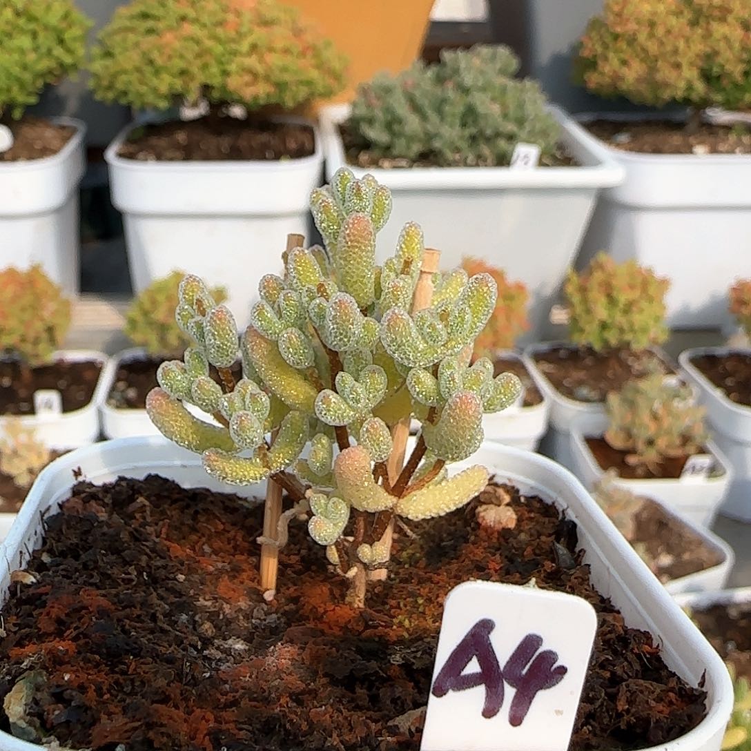 实生粉冰晶福利出