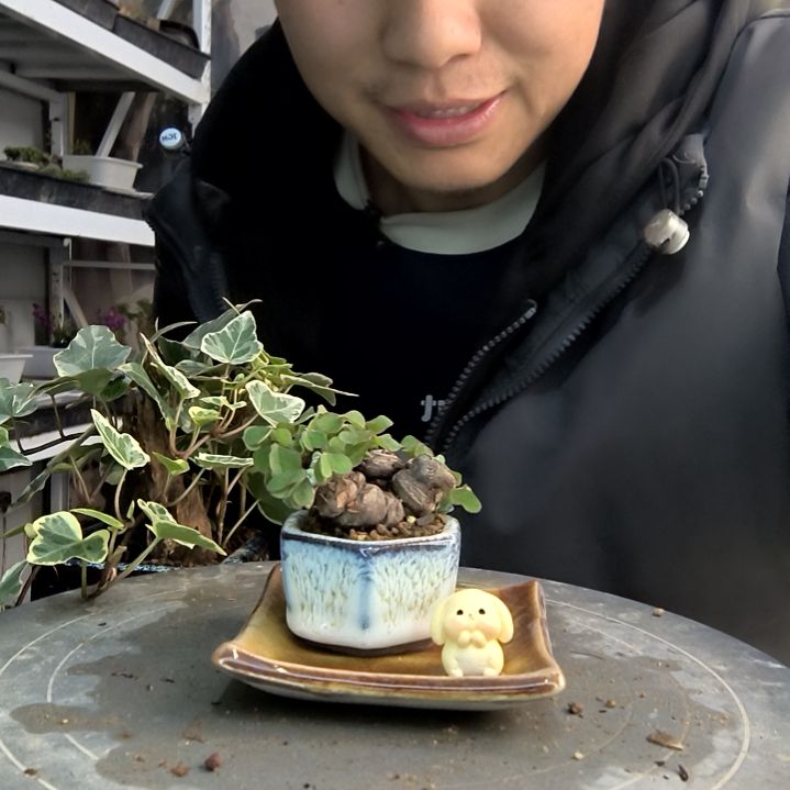 恒**窗小盆景小植物一物一拍133