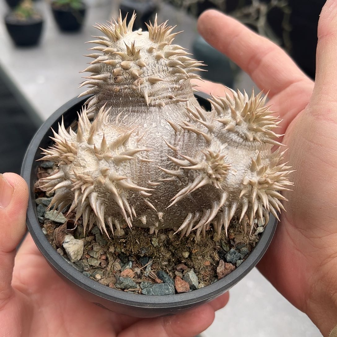 l***e惠比大黑 66888888