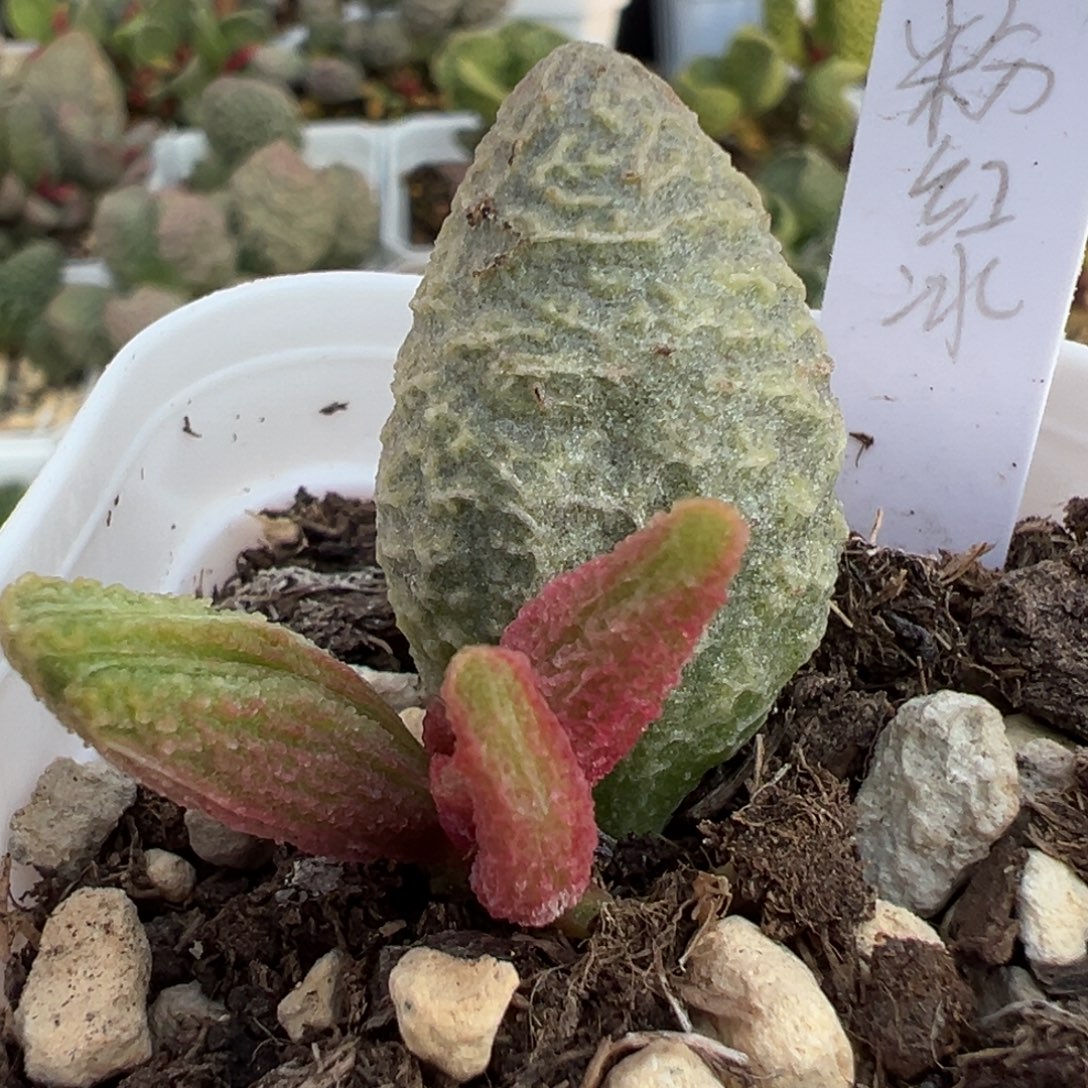 粉红冰激凌大苗多肉植物