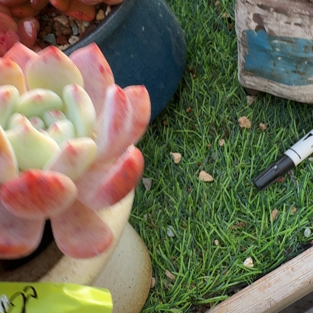 紫***飞橙梦露花盆一个发货