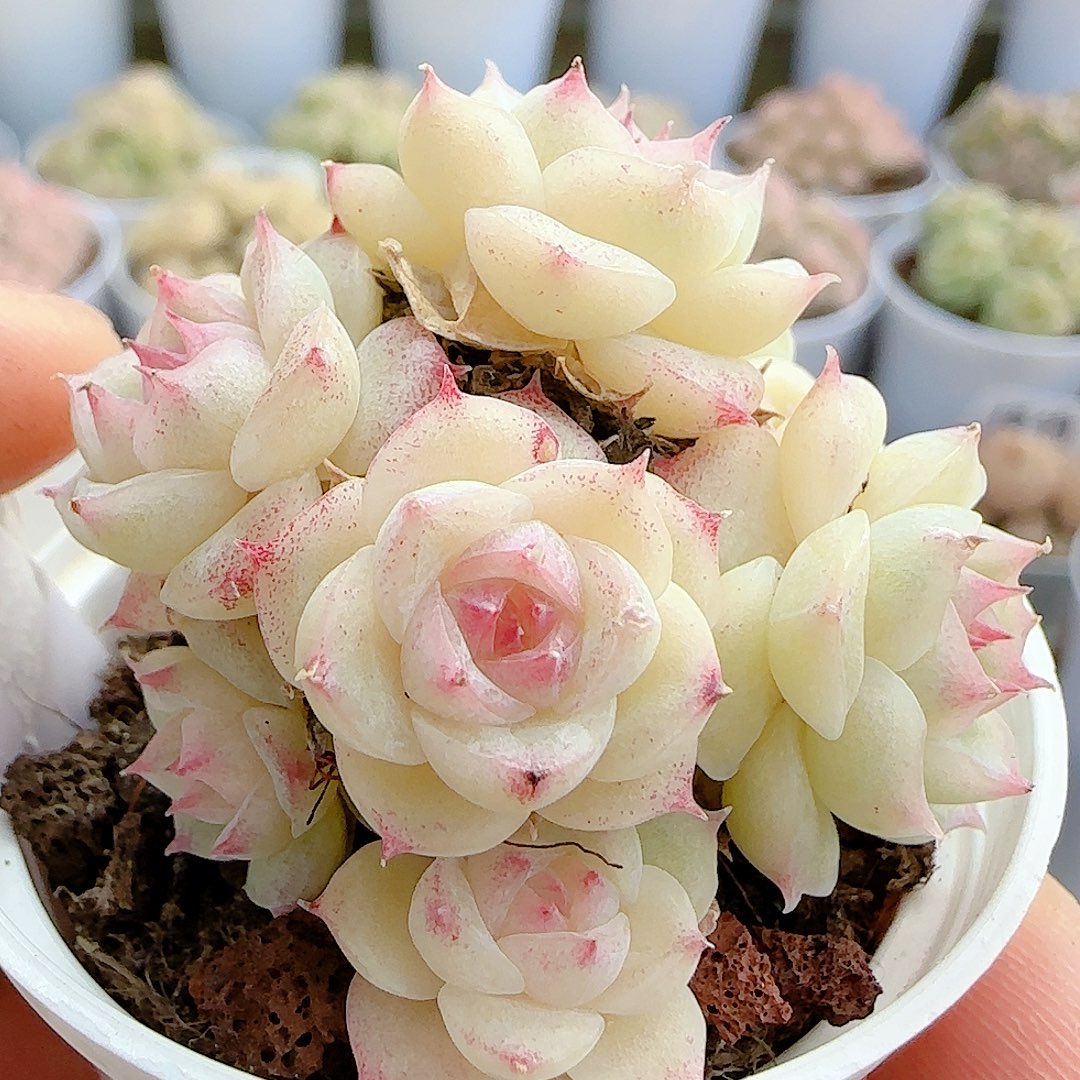 1210-18（m1-40-2）优选