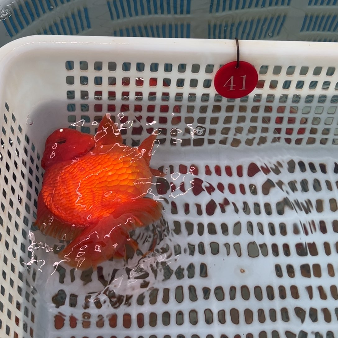 差***生金鱼你好吗我好想