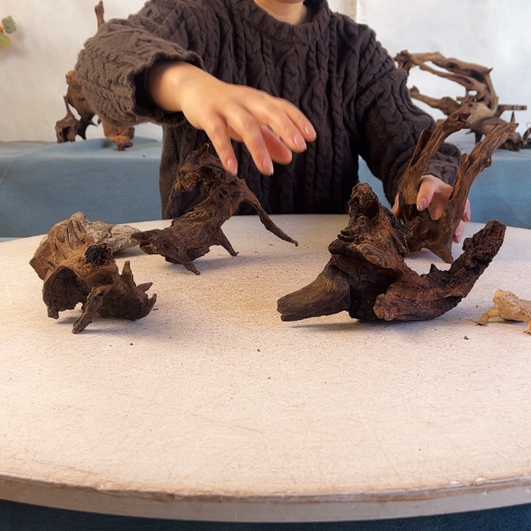 沉木造景寄居蟹造景