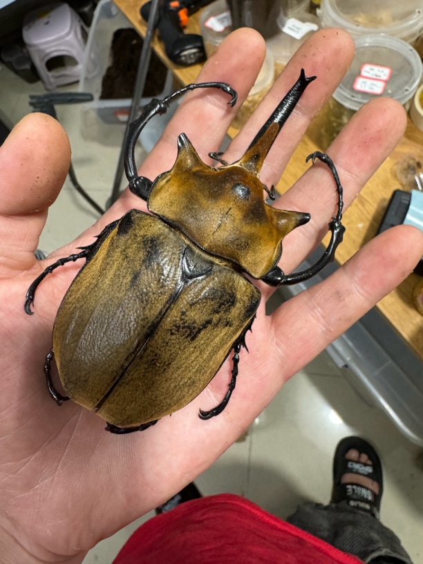 极乐木屑（无忧罐500ml）送毛幼