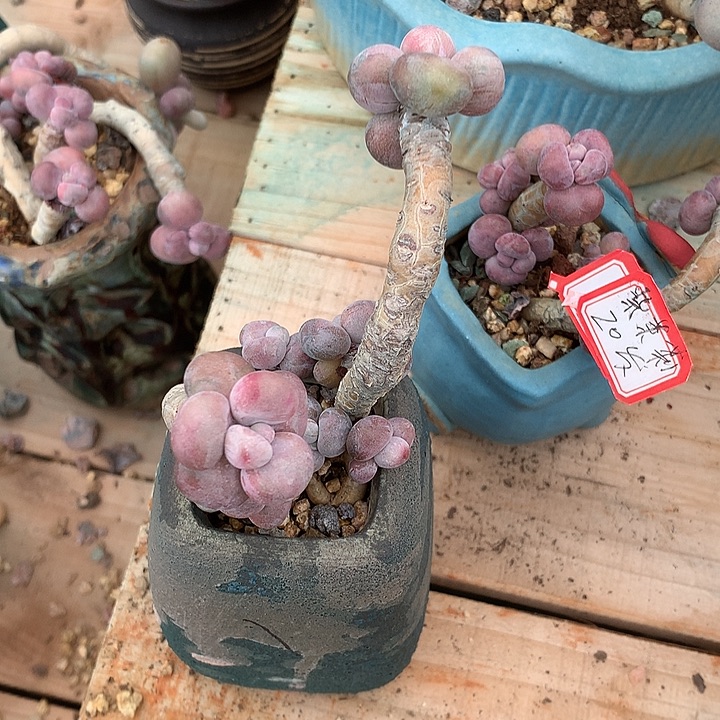 紫***莉咯璐璐来咯哦哦我