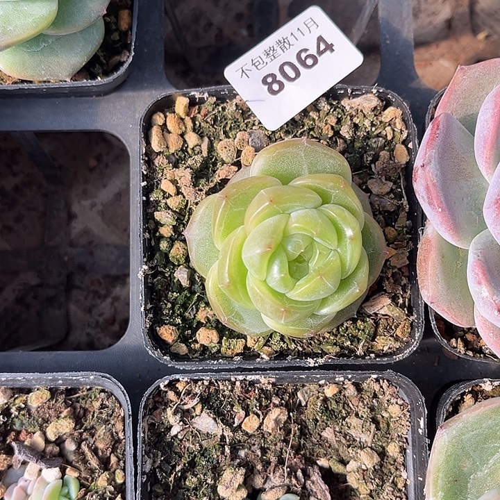 阿雅园艺。      8064