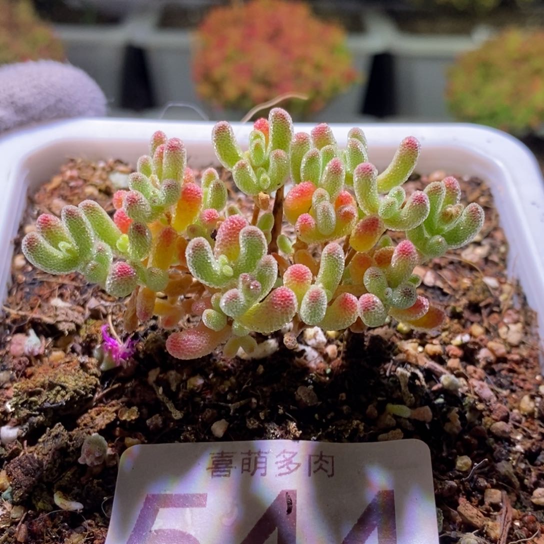 冰晶枝干番杏544