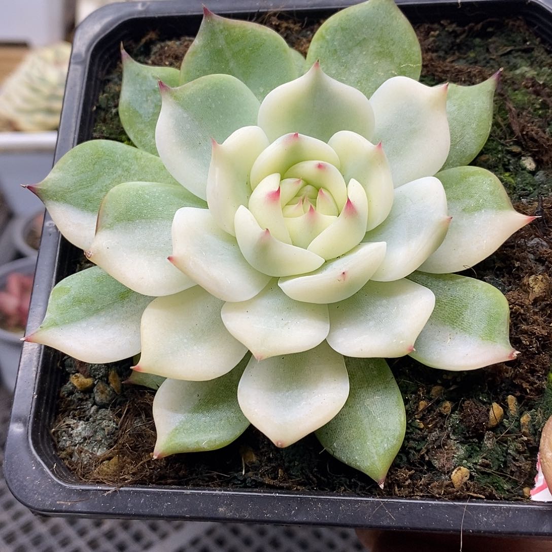 0350 吉娃娃宽覆轮锦 需延时发货