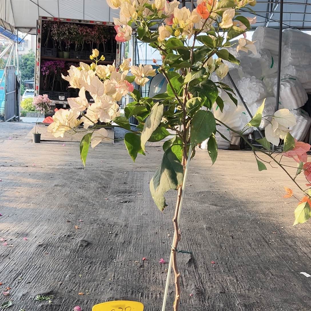 影***子大部分花苞少量开放C38橙口红