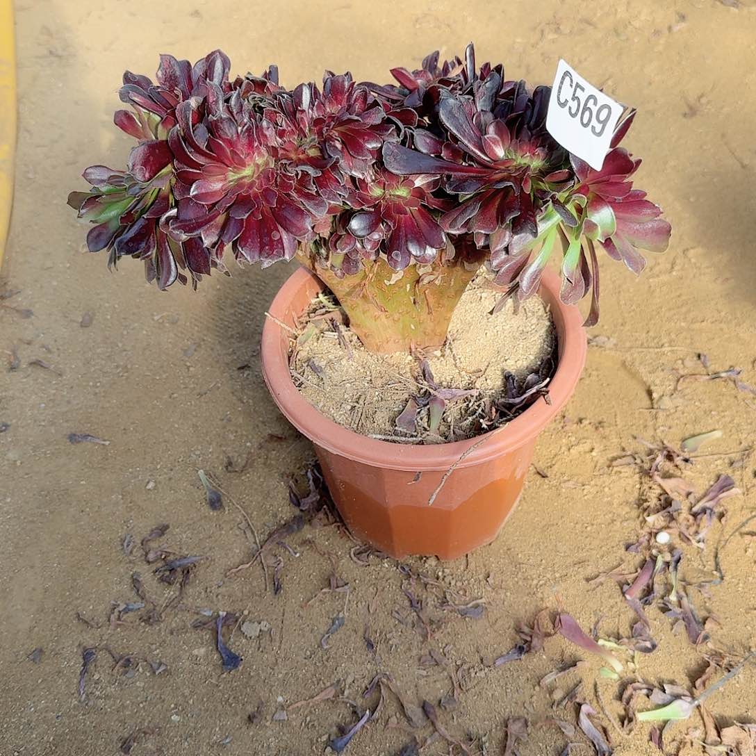 569欧紫一颗呀呀