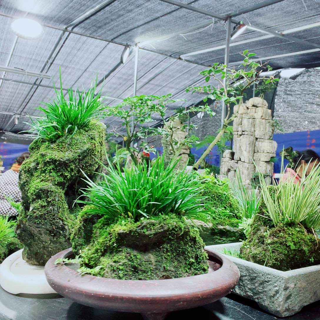 智***山当前无花栽培后可以开花