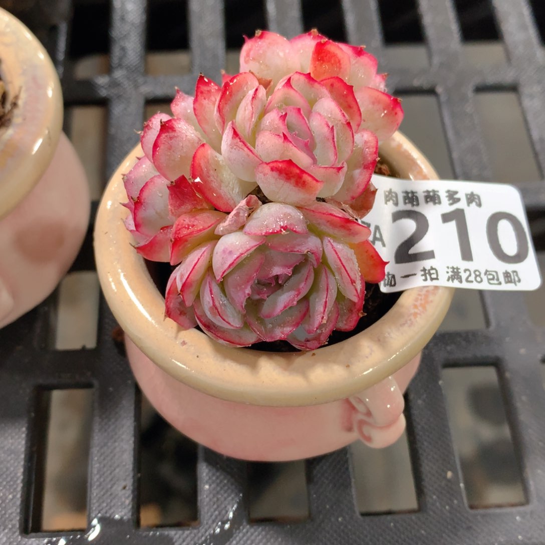 肉萌萌拇指盆精控多肉ZA210