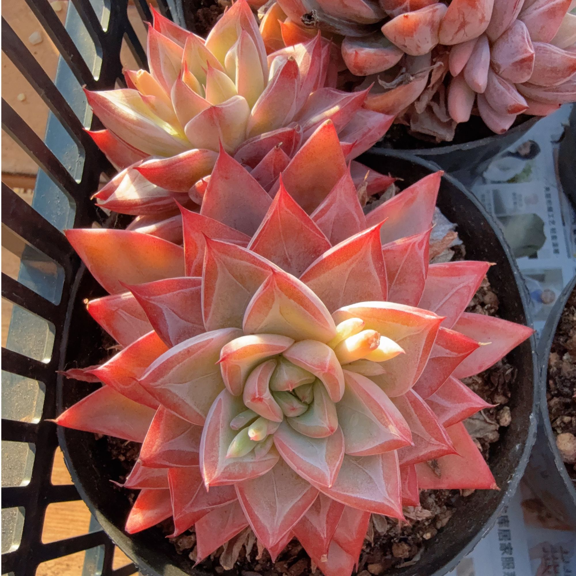 110#2-3头卡罗拉珍妮无砍（9-12cm）脱土多肉
