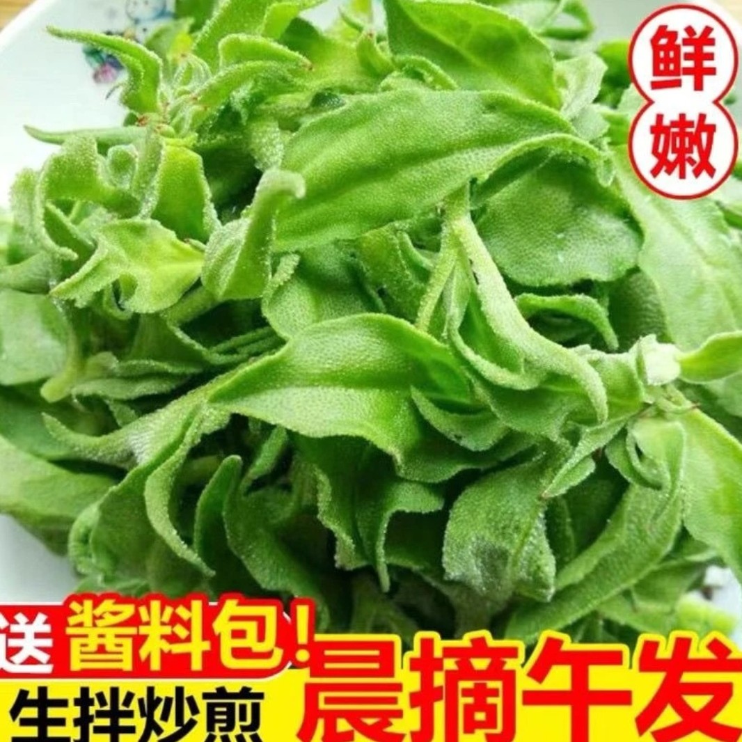 新鲜冰草沙拉菜即食冰菜火锅蔬菜生吃凉拌
