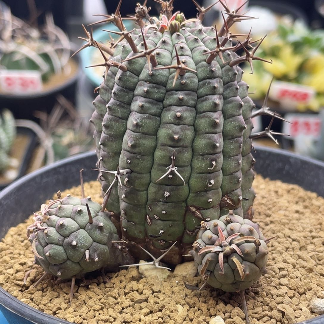 实生玉米尤群星冠大戟3个侧芽