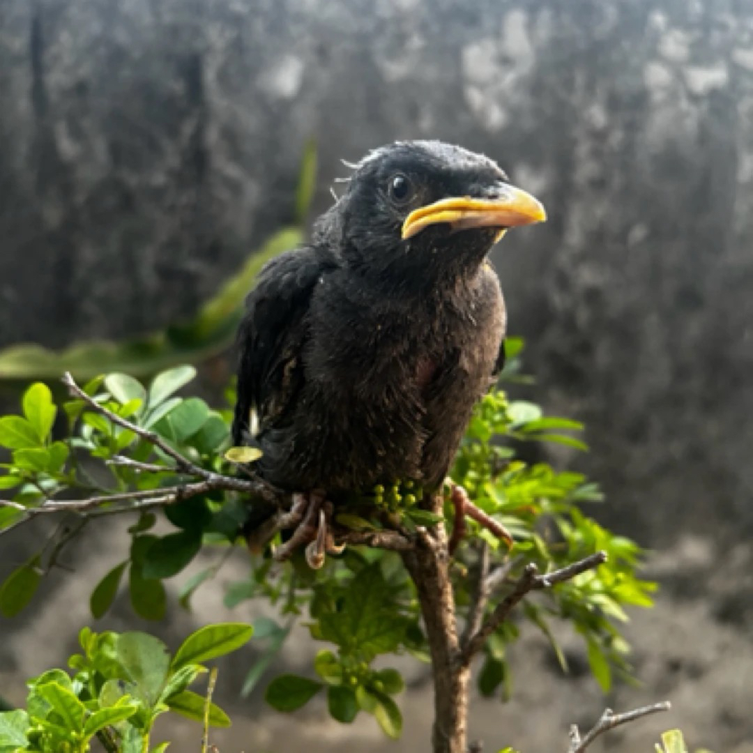 手养亲人林巴虎皮「下单请阅读详情页购买须知」