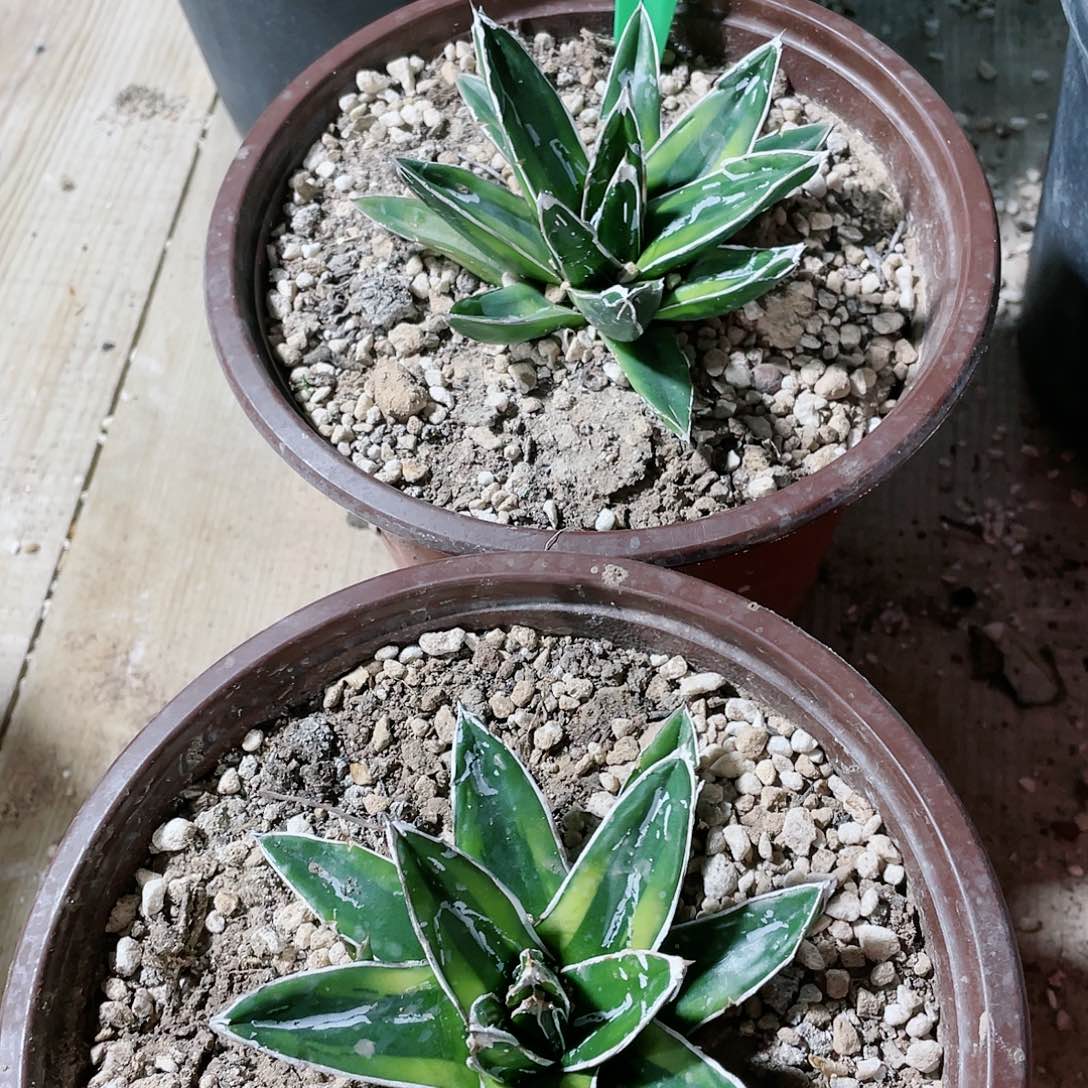 辉山屉之雪10公分左右