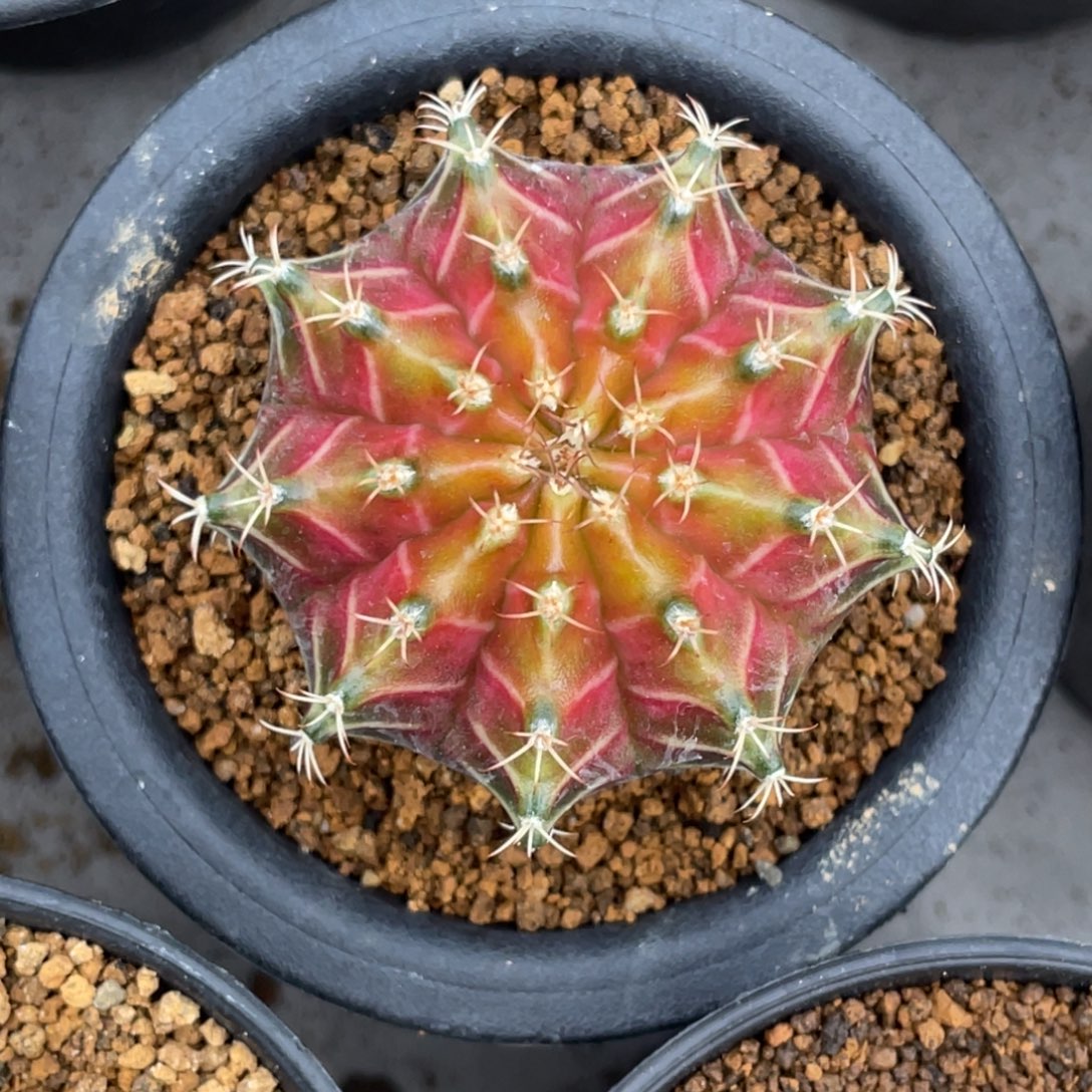 当前无花朵，栽培后可花朵橘黄