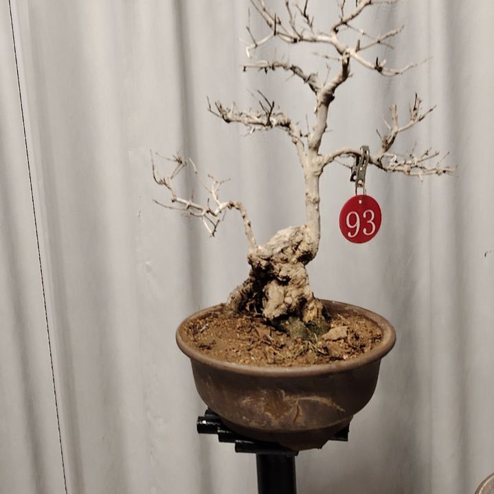 完全开放石榴盆景