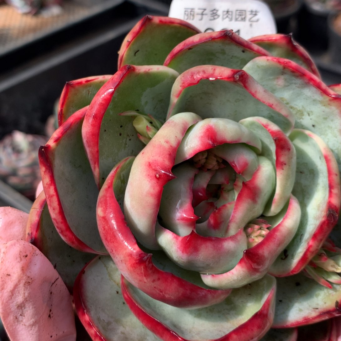 221号多肉植物带桩子，带小丫