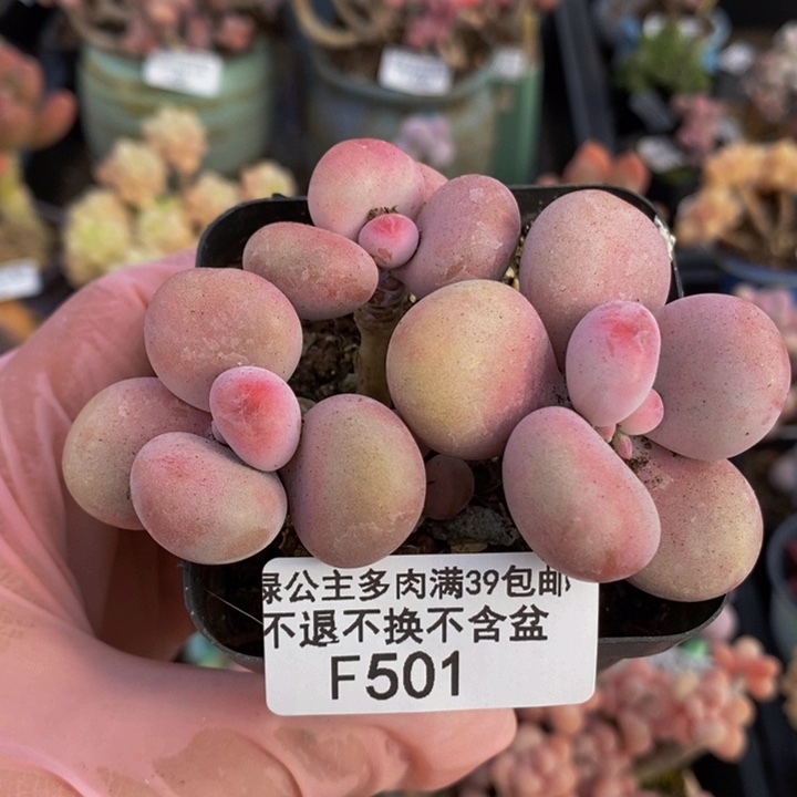 腰子桃蛋7cm501多肉植物