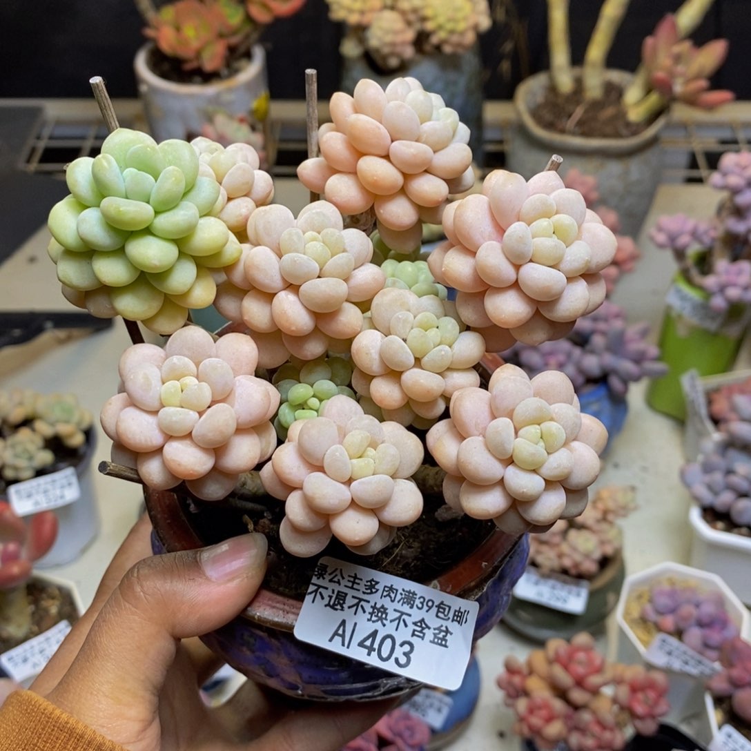 403洛可可多肉9c m