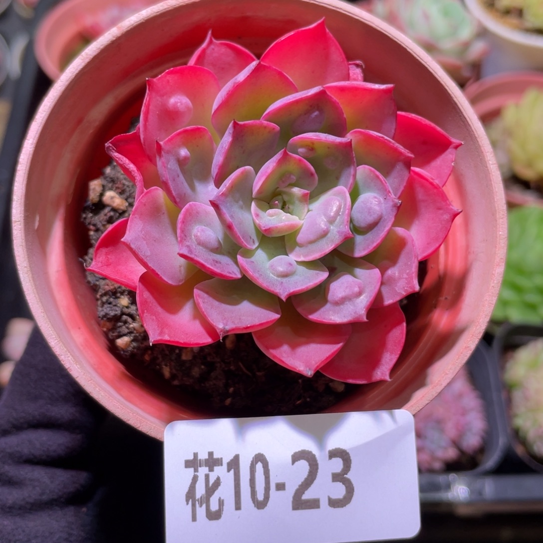 花利美10-23雨滴单头